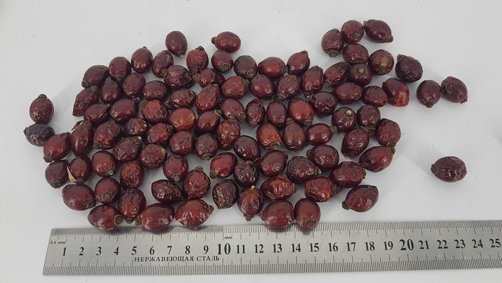 Шиповник отборной, крупный, сушеный, 2025