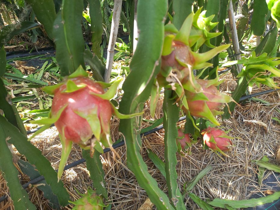 PITAYAS doces de polpa rosa