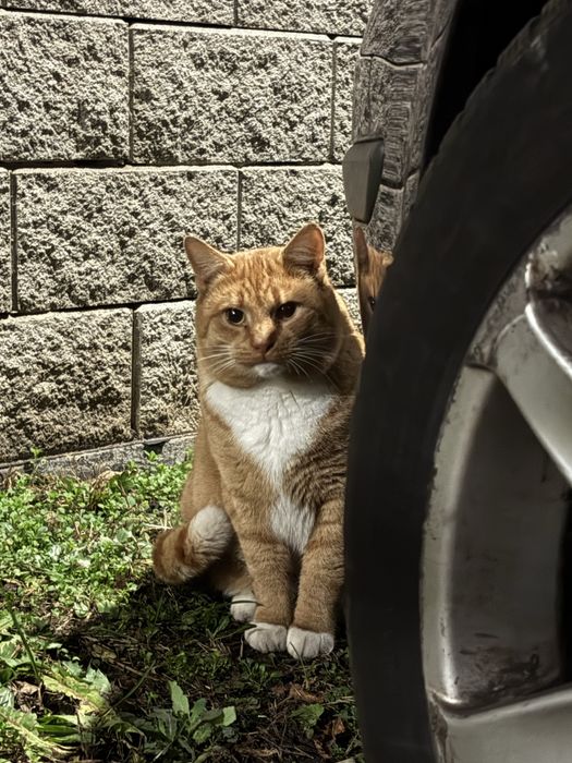 Rudy kotek szuka schronienia