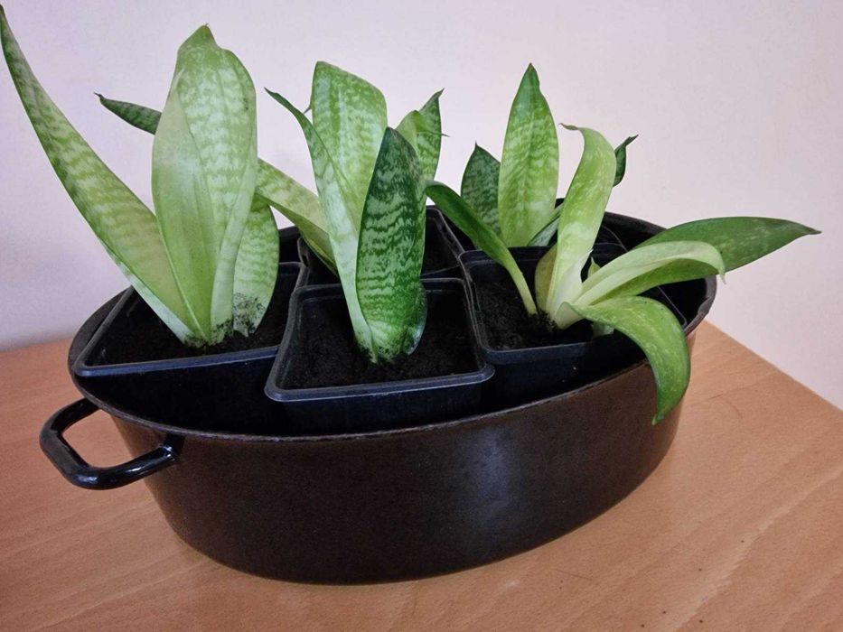 Sansevieria rozetowa - 5 sadzonek