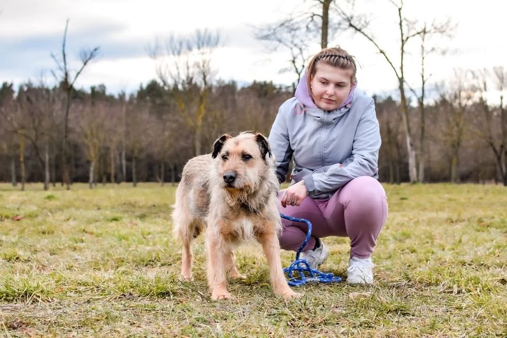 Nieśmiały psiak szuka domu! Adoptuj!