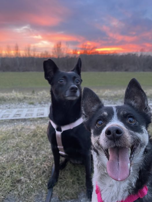 Domowy hotel dla zwierząt, opieka nad gryzoniami, ptakami, gadami
