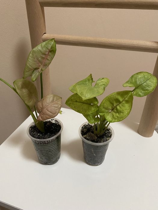 Сигноніум  кілька сортів