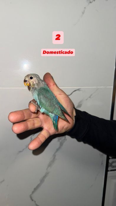 Agapornis roseicollisn domesticados