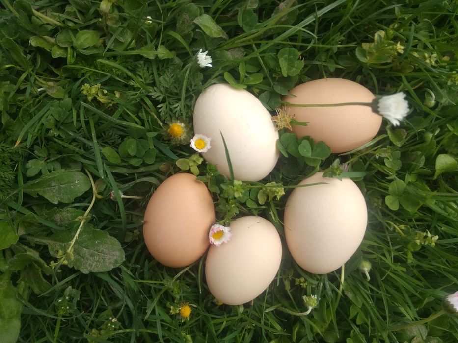 Świerże żółte masło i Jajka szaro-zielone od babci eko