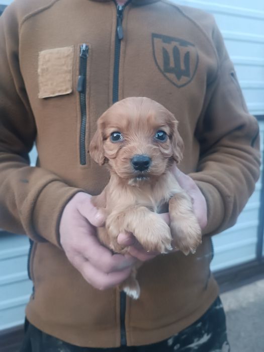 Милые спаниельки