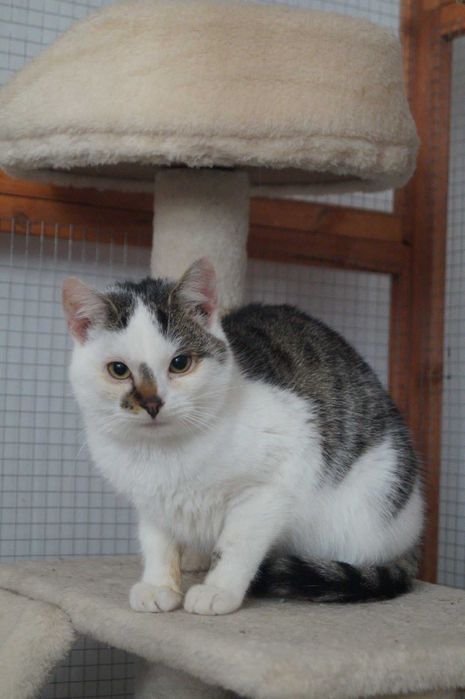 Alek - młody kocurek do adopcji