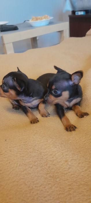 Ratlerek mini piesek