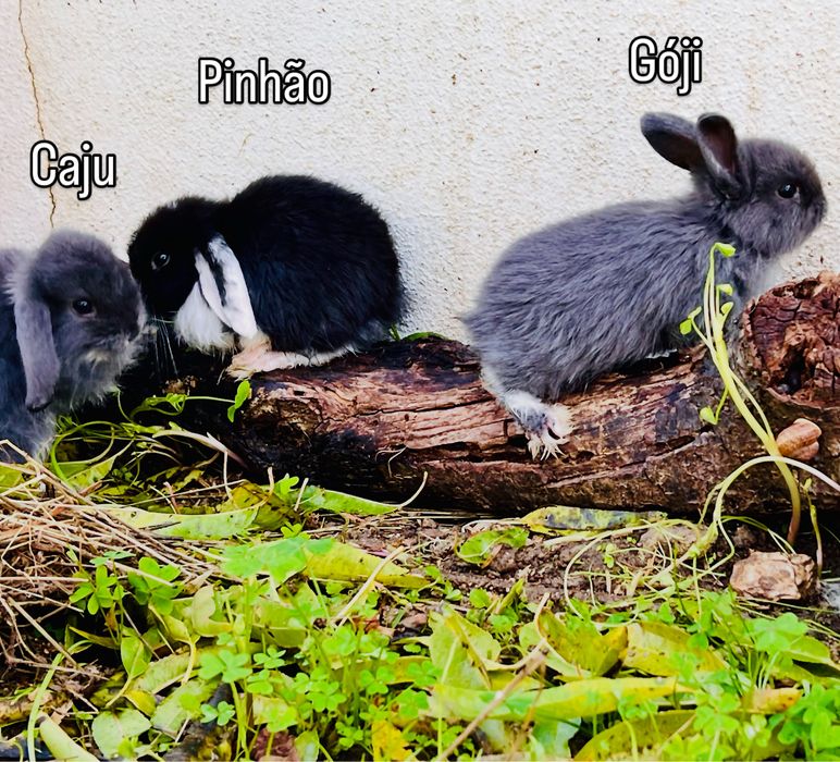 Coelho anão orelhudo/ belier