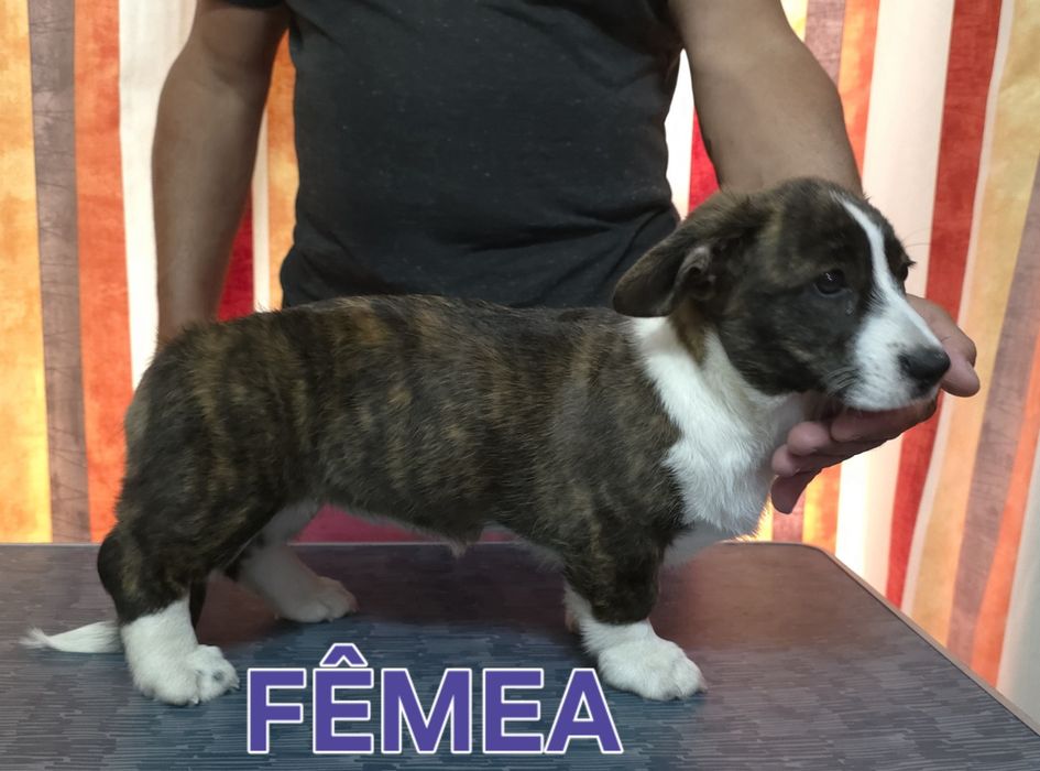 Welsh corgi cardigan oportunidade única