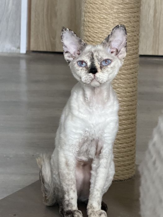 Devon Rex kotka TOLA