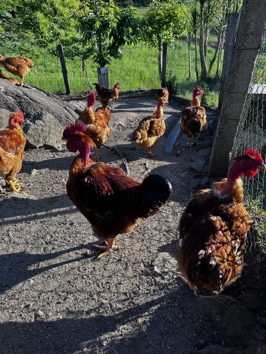 Galos e galinhas ( caseiros ).