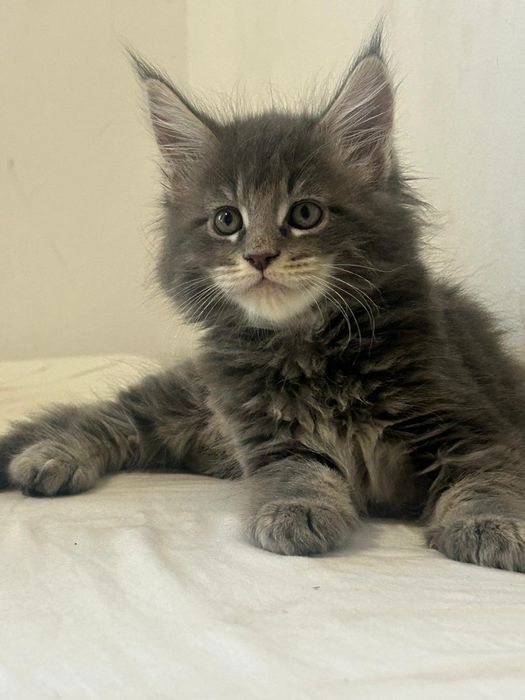 Gatinho  Maine Coon