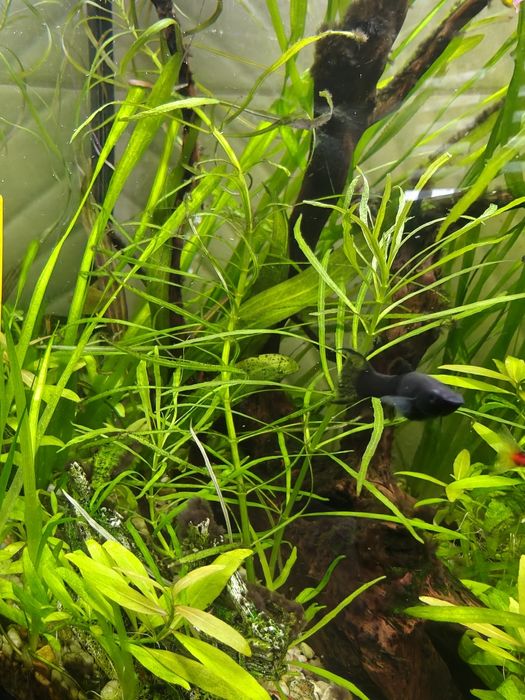 Pogostemon Stellatus roślina akwariowa