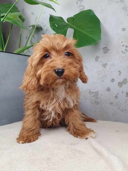 Cavapoo F1- Piękny Piesek