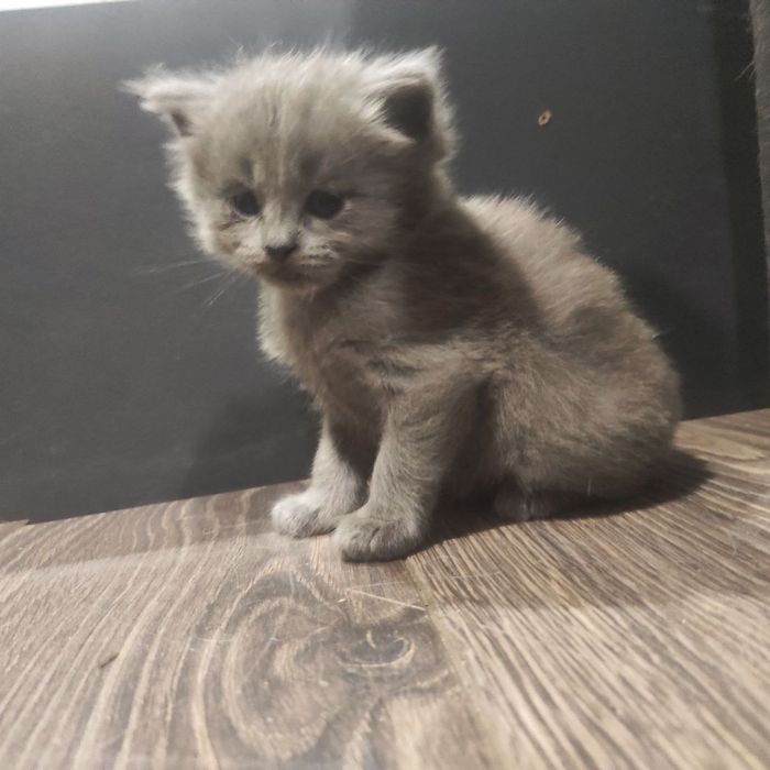 Шотландский кот, британский котенок