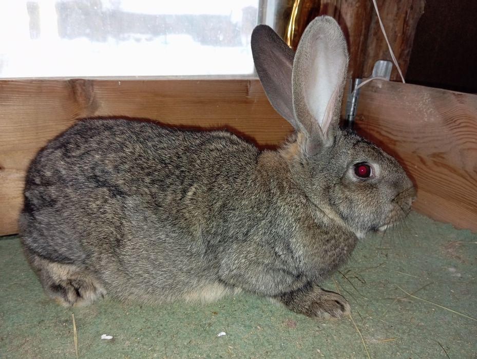 Продам кроликів.