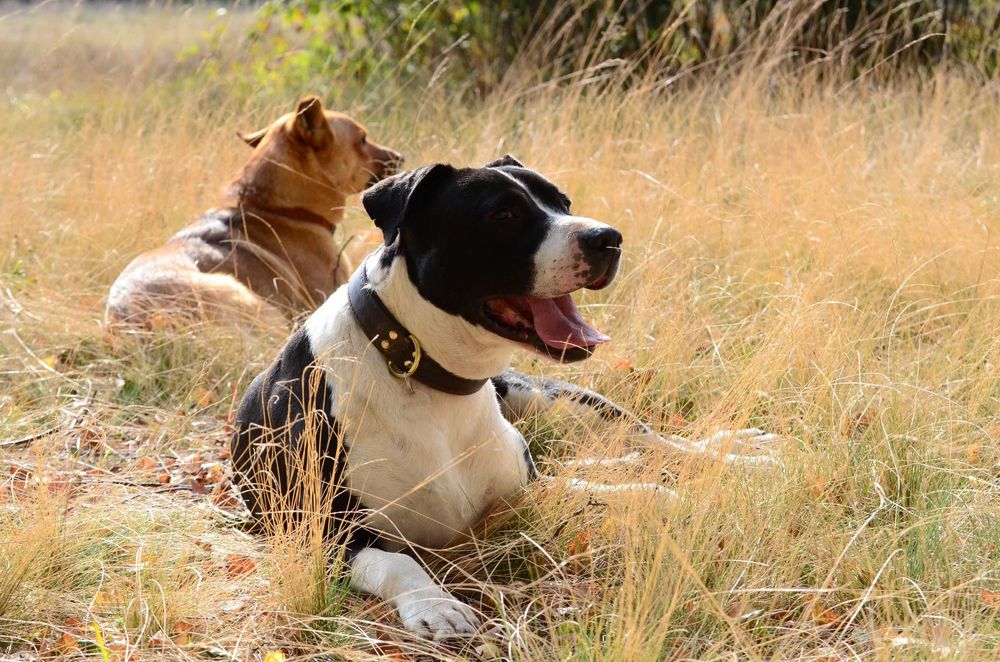 Amstaff do adopcji. Staffordshire terrier szuka domu