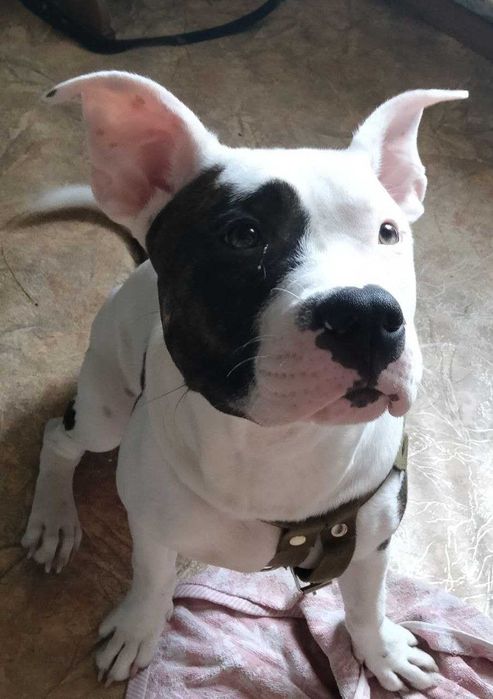 Продажам собаки)