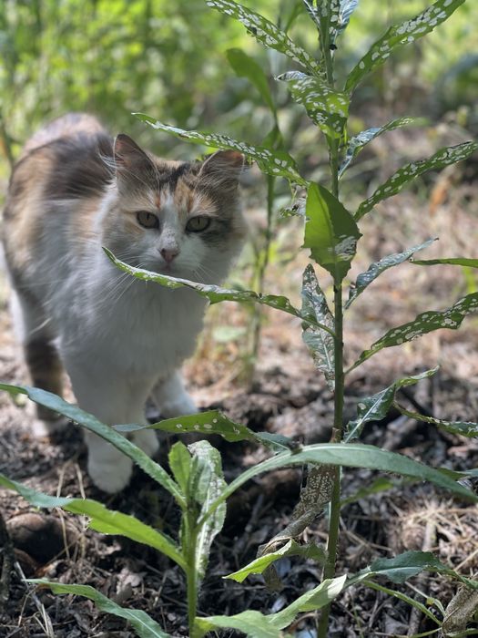Бесплатно котики