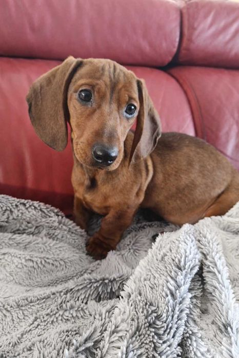 Sprzedam szczeniaka jamnika krótkowłosego