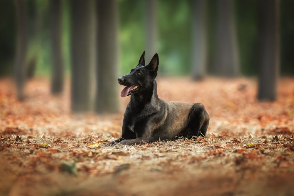 Бельгійська вівчарка малінуа
