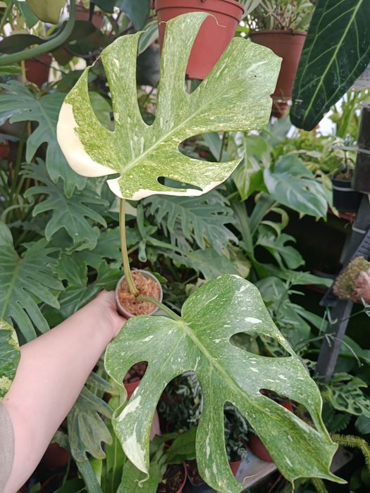 Монстера monstera platinum