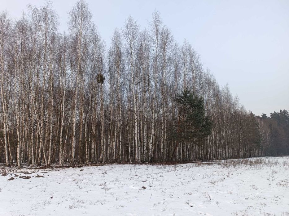 Sprzedam las mieszany: brzoza, sosna, dąb
