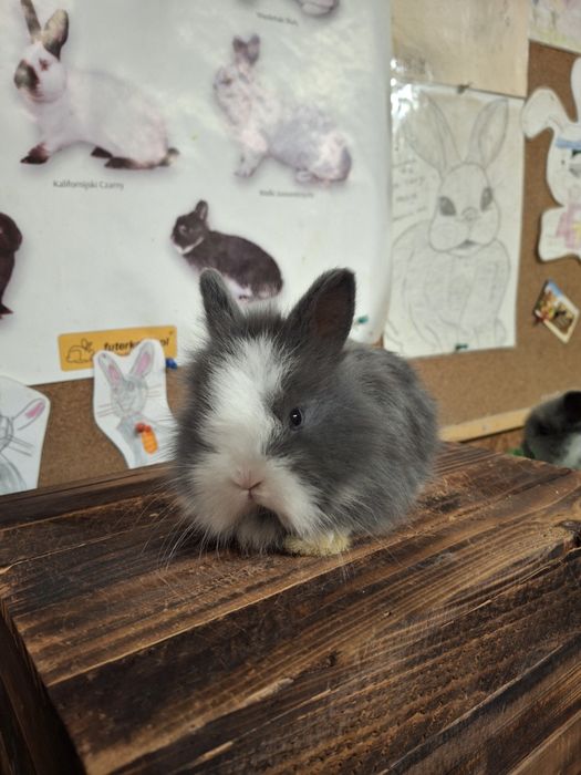 Sprzedam króliczki TEDDY