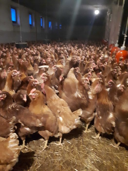 Kury nioski młode Rosa Messa Dominat Leghorn Dowóz Gratis Zapraszam