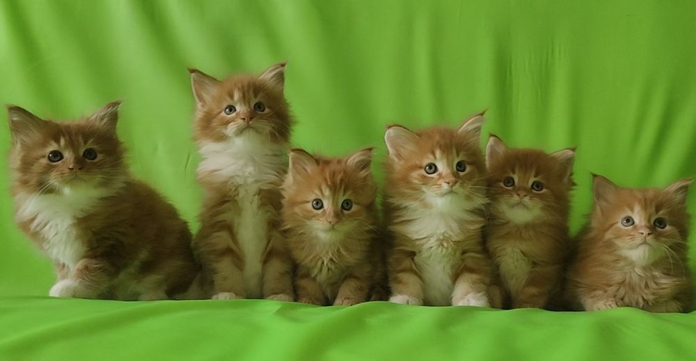 Рыжее солнышко. Мейн Кун