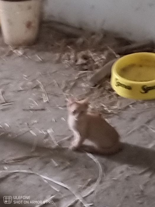 Małe koty do wydania