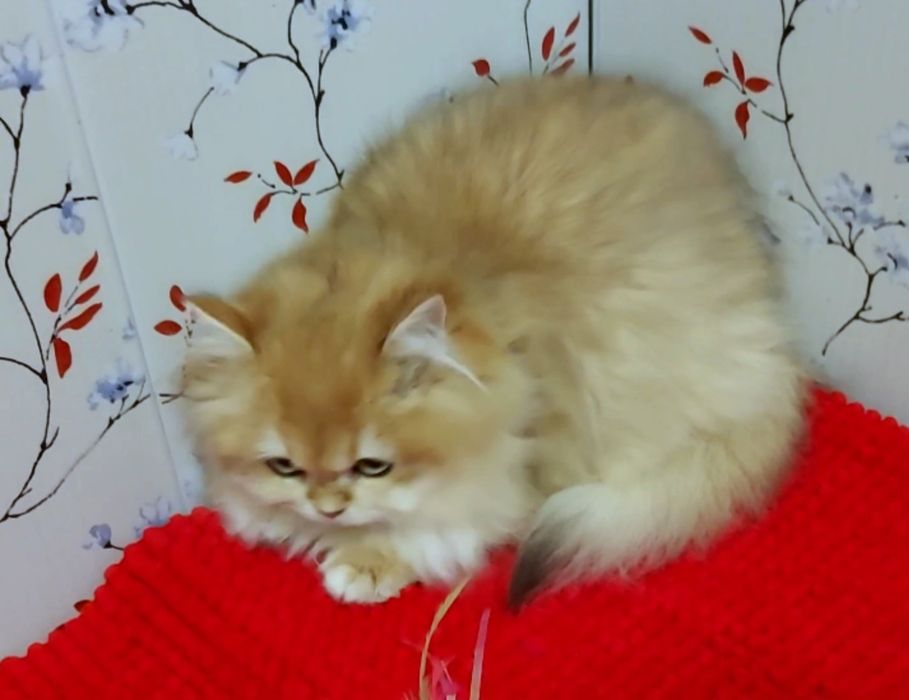 Британская кошечка ДШ
