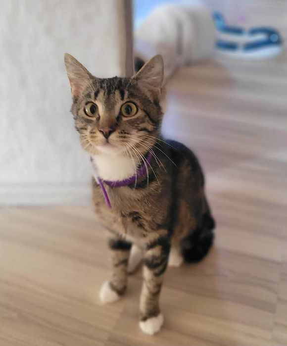 Tofiś i Teoś dwaj koci bracia do adopcji