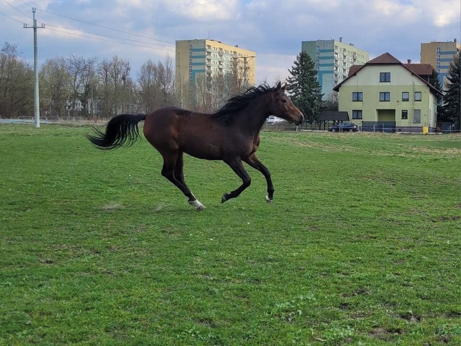 Piękna Klacz, 2 lata