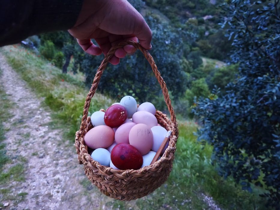 Ovos de galinha de raça