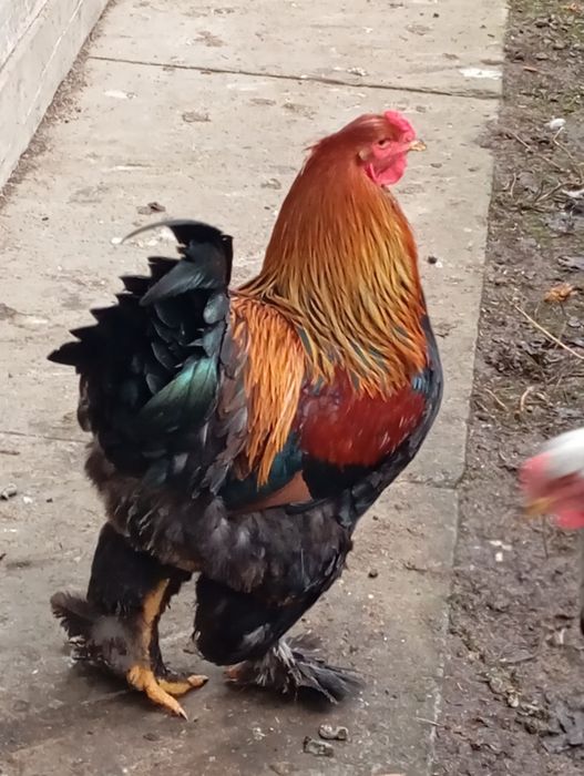 Курипчата сім'я курей