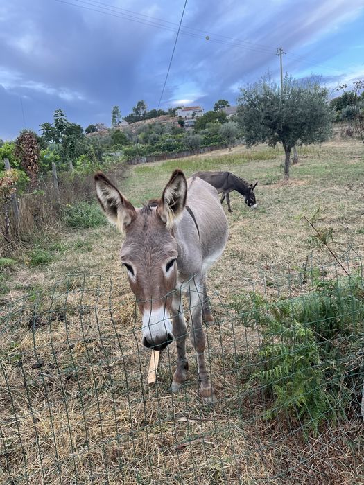 Vende se burro ou burra dócil