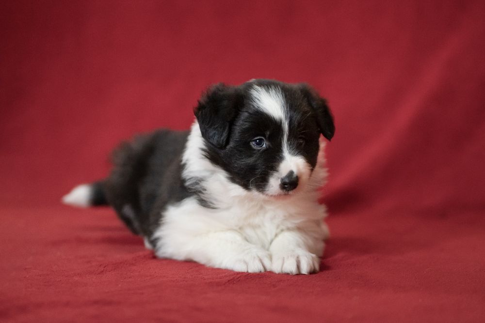 Border collie chłopiec nr 1 /genetyka/stawy/RTG/wyprawka