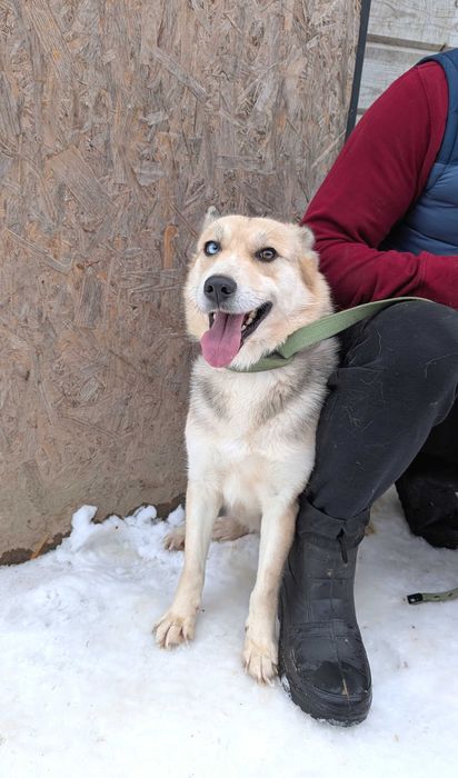 Хаскі метис в добрі руки (дівчинка, молода, активна, не на ланцюг)