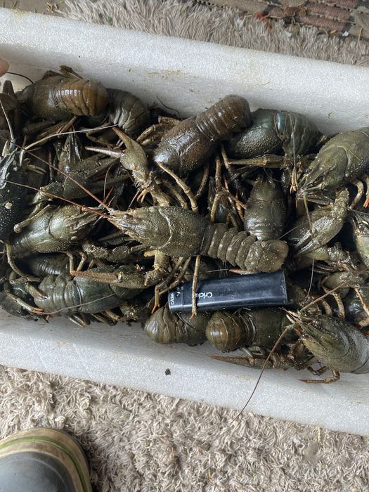 Продам Живих раків