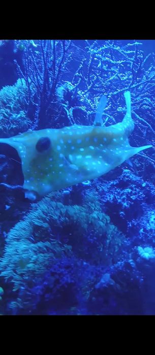 Ryba krówka akwarium morskie