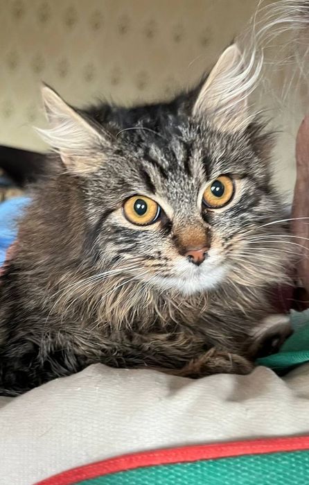 Отдам пушистую кошечку-подростка