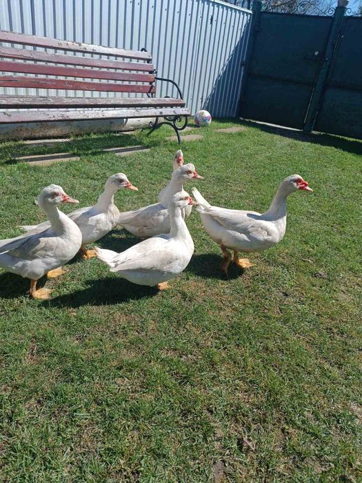 Продам качки шипуни.