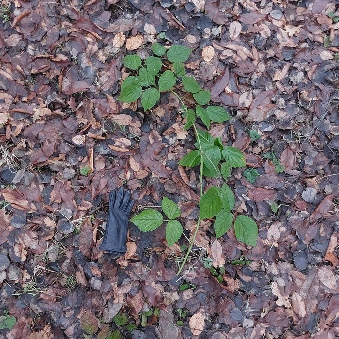 dla p.Tomasza pakiet pędów jeżyn leśnych dla straszyków