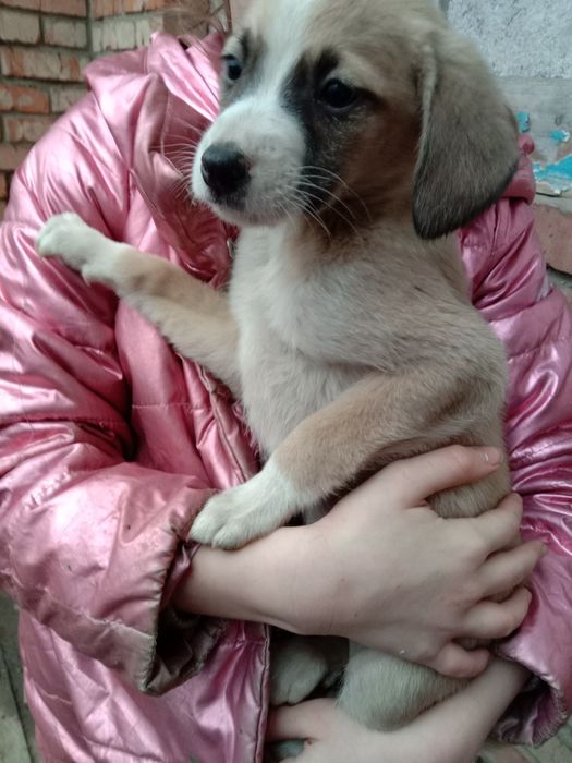 Щеночки бесплатно