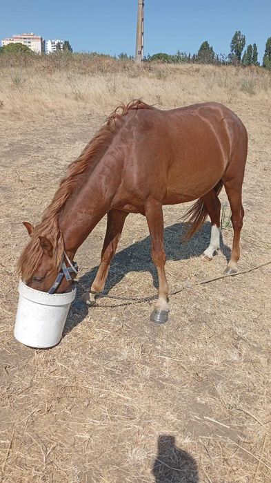 Vendo cavalo garrano inteiro