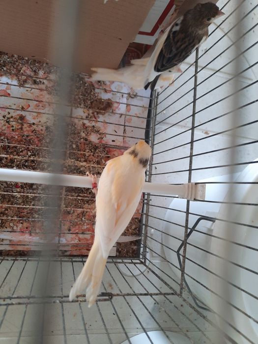 Canários de qualidade