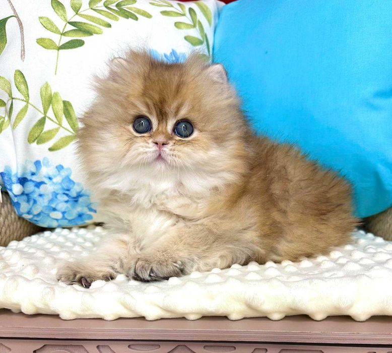 Британський довгошерстий хлопчик Гоша