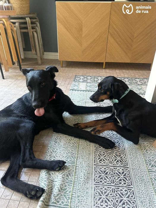 Júlio e Linda | Para Adoção